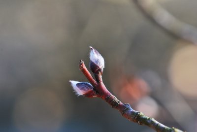 Amelanchier alnifolia - muchovník olšolistý - pupen